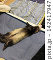 フェレット 142417947