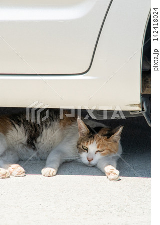 にゃんだよ 猫だって暑いのさ にゃんだよ 猫だって暑いのさ 142418024
