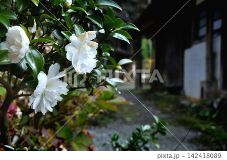 限界集落に咲く白い山茶花 限界集落に咲く白い山茶花 142418089