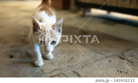 A white and orange cat with amber eyes looks curiously at the camera on a cracked concrete ground. A white and orange cat with amber eyes looks curiously at the camera on a cracked concrete ground. 142418133