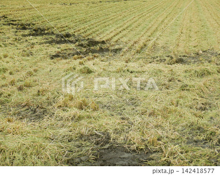 稲刈り後の田んぼ 稲刈り後の田んぼ 142418577