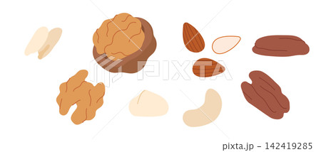 Various Nuts Illustration Set Walnut Peanut Pecan Cashew Macadamia Organic Flat Vector Food Design 142419285