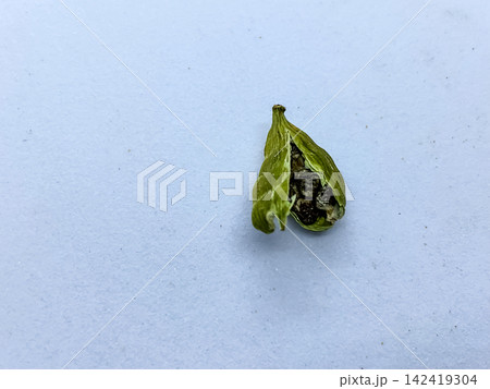 The cardamom pod has a thin, paper-like green outer shell that has been split open to reveal small, dark, sticky seeds clustered inside. The cardamom pod has a thin, paper-like green outer shell that has been split open to reveal small, dark, sticky seeds clustered inside. 142419304