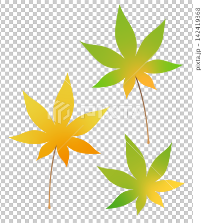 モミジのイラスト モミジのイラスト 142419368