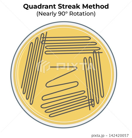 Quadrant Streak Method with Nearly 90 Degree Rotation for Bacterial Isolation on Agar Plate Illustration 142420057