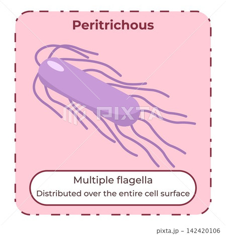 Peritrichous Bacterial Flagella Educational Illustration Peritrichous Bacterial Flagella Educational Illustration 142420106