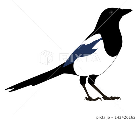 This is an illustration of a magpie. 142420162