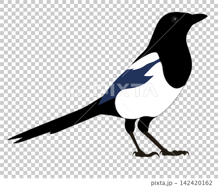 This is an illustration of a magpie. 142420162