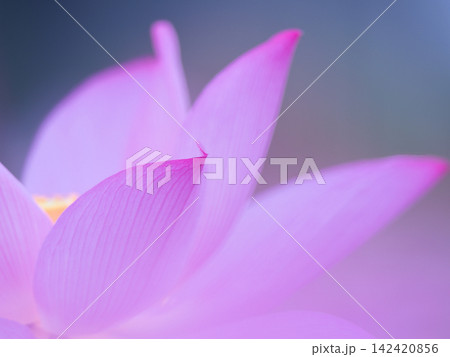 幽玄な蓮の花びら 幽玄な蓮の花びら 142420856