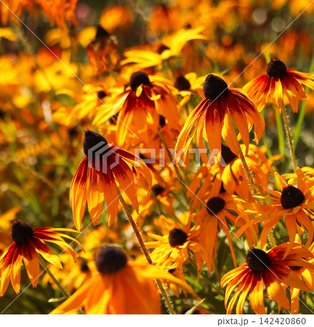 Black eyed Susan flowers blooming in a vibrant summer field, their orange and yellow petals catching golden hour sunlight Black eyed Susan flowers blooming in a vibrant summer field, their orange and yellow petals catching golden hour sunlight 142420860