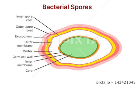 Bacterial Spores Structure Diagram with Labeled Anatomical Layers Bacterial Spores Structure Diagram with Labeled Anatomical Layers 142421045