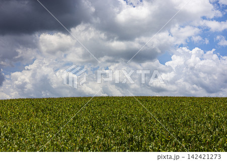 Green Growing Cornfield Under Cloudy Sky Green Growing Cornfield Under Cloudy Sky 142421273