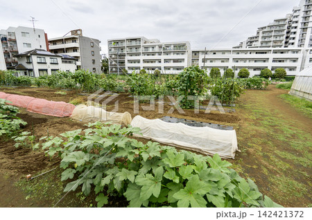 都心の住宅街に隣接する体験農園と緑豊かな野菜畑 都心の住宅街に隣接する体験農園と緑豊かな野菜畑 142421372