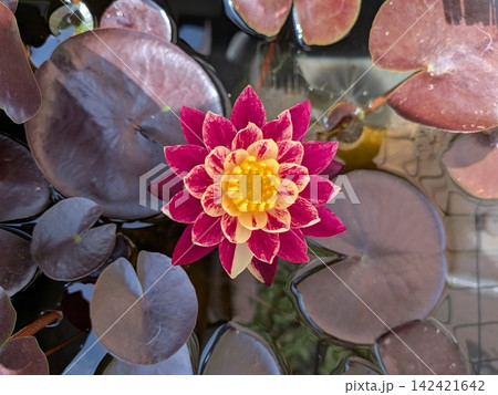 睡蓮花 142421642
