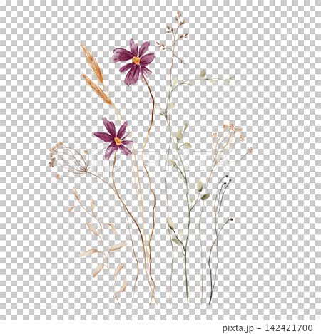 Watercolor Wildflower Bouquet. Purple Cosmos, Wheat Stalks, Dried Umbels and Meadow Grasses on White Background. Hand-painted illustrations. Asymmetrical composition with varying stem heights Watercolor Wildflower Bouquet. Purple Cosmos, Wheat Stalks, Dried Umbels and Meadow Grasses on White Background. Hand-painted illustrations. Asymmetrical composition with varying stem heights 142421700