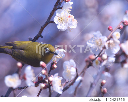 梅の花の蜜を吸うメジロ 梅の花の蜜を吸うメジロ 142421866