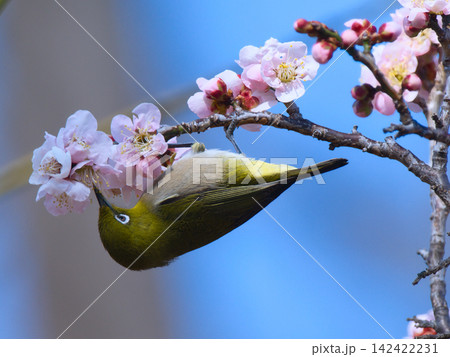 梅の花の蜜を吸うメジロ 142422231