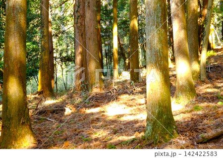 【神奈川県】木漏れ日が差し込む森の中の木々 【神奈川県】木漏れ日が差し込む森の中の木々 142422583