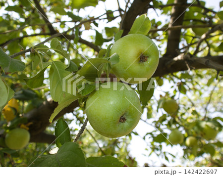 green apples on tree 142422697