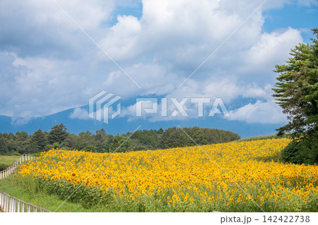 夏の青空と一面に広がるヒマワリ畑　岩手県小岩井 142422738