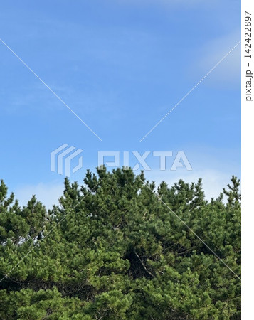 初夏の青空と並木 142422897