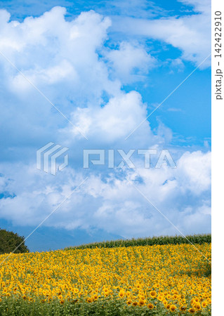 夏の青空と一面に広がるヒマワリ畑 岩手県小岩井 夏の青空と一面に広がるヒマワリ畑 岩手県小岩井 142422910