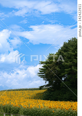 夏の青空と一面に広がるヒマワリ畑 岩手県小岩井 夏の青空と一面に広がるヒマワリ畑 岩手県小岩井 142422911