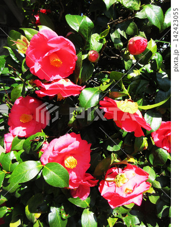 ツバキの花の風景 ツバキの花の風景 142423055