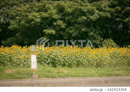 夏の青空と一面に広がるヒマワリ畑 夏の青空と一面に広がるヒマワリ畑 142423304