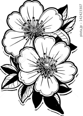 simple black graphic drawing of cherry blossom without background, decor element, logo simple black graphic drawing of cherry blossom without background, decor element, logo 142423307
