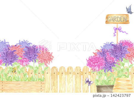Hand drawn watercolor chrysanthemums flower bed with wooden gate frame border. Illustration of garden isolated on white background. Can be used for postcard, scrapbook and other printed products 142423797