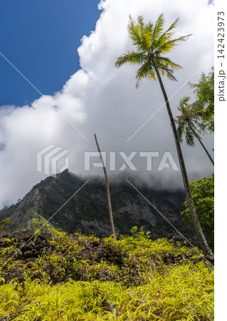 Mount Temetiu near Atuona, Hiva Oa, French Polynesia, Marquesas Islands 142423973