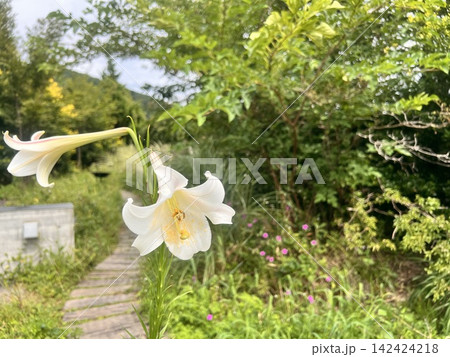 夏の終わりに咲く高砂百合 夏の終わりに咲く高砂百合 142424218