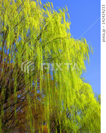 シダレヤナギと青空の風景 シダレヤナギと青空の風景 142424233