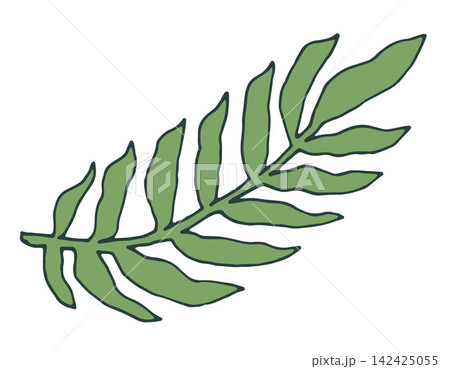Hand Drawn Tropical Palm Leaf Plant Hand Drawn Tropical Palm Leaf Plant 142425055
