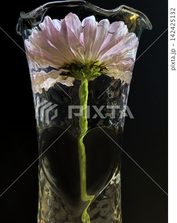 Single White Chrysanthemum in Clear Glass Vase With Water Against Dark Background Single White Chrysanthemum in Clear Glass Vase With Water Against Dark Background 142425132