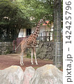 金沢動物園のキリン 142425796
