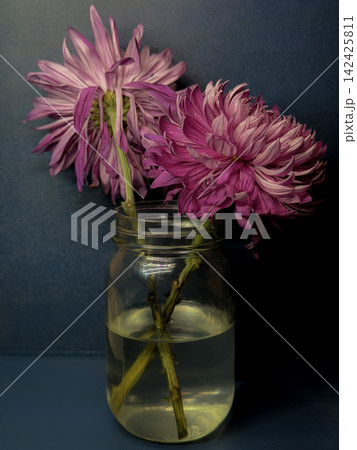 Pink Chrysanthemum Flowers in Glass Mason Jar With Water Against Dark Blue Background, Rustic Floral Still Life Pink Chrysanthemum Flowers in Glass Mason Jar With Water Against Dark Blue Background, Rustic Floral Still Life 142425811