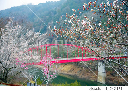 月ヶ瀬梅林 「月ヶ瀬橋」《奈良県 奈良市》 月ヶ瀬梅林 「月ヶ瀬橋」《奈良県 奈良市》 142425814