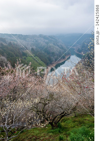 月ヶ瀬梅林 「一目八景」《奈良県 奈良市》 月ヶ瀬梅林 「一目八景」《奈良県 奈良市》 142425868