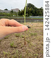 田植え体験 142425884