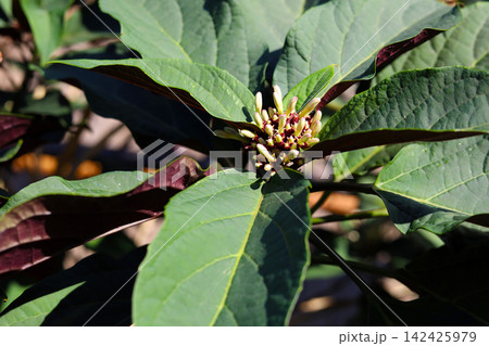 Starburst Bush Tropical Flower Bloom (Clerodendrum quadriloculare) Starburst Bush Tropical Flower Bloom (Clerodendrum quadriloculare) 142425979