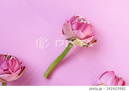 Thai-style folded pink lotus flowers on pink surface 142425982