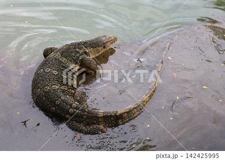 Water monitor in Lumpini Park, Bangkok Thailand. 142425995