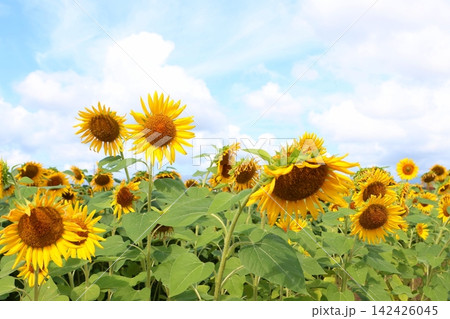 たくさんのひまわりが咲き誇る夏の花畑 たくさんのひまわりが咲き誇る夏の花畑 142426045