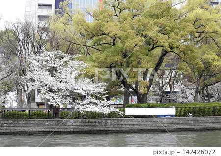 Green trees and white cherry blossoms in full bloom along a canal in Osaka, Japan. Green trees and white cherry blossoms in full bloom along a canal in Osaka, Japan. 142426072
