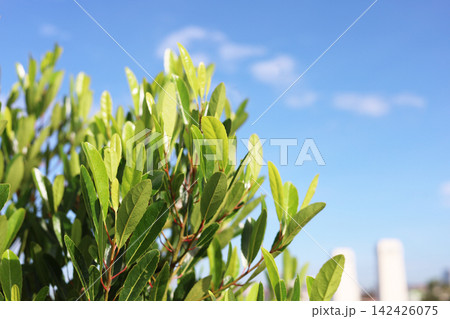 Green leaves of tree against a bright blue sky. Green leaves of tree against a bright blue sky. 142426075