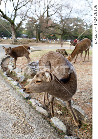 A cute wild deer in Nara Park, Japan. A cute wild deer in Nara Park, Japan. 142426136