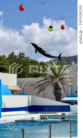 夏の空に浮かぶイルカ 夏の空に浮かぶイルカ 142426342