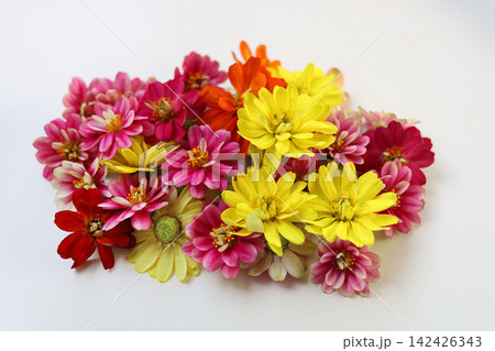 Edible zinnia flowers for food decoration. Edible zinnia flowers for food decoration. 142426343
